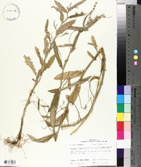 Caperonia palustris image