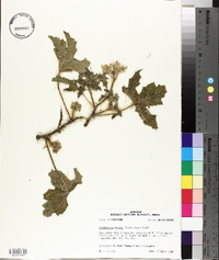Cnidoscolus texanus image