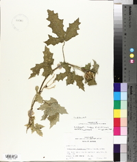 Cnidoscolus texanus image