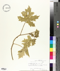 Cnidoscolus texanus image