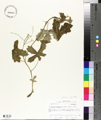 Cnidoscolus urens image