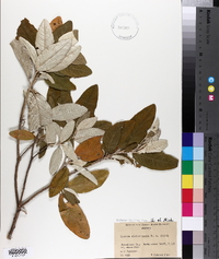 Croton alabamensis image