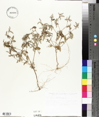 Croton monanthogynus image