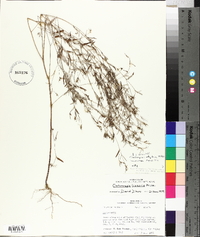 Croton michauxii image