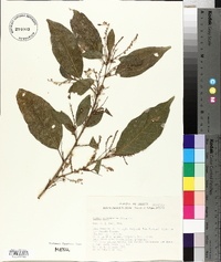 Croton schiedeanus image