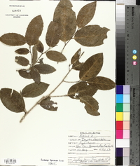 Drypetes diversifolia image