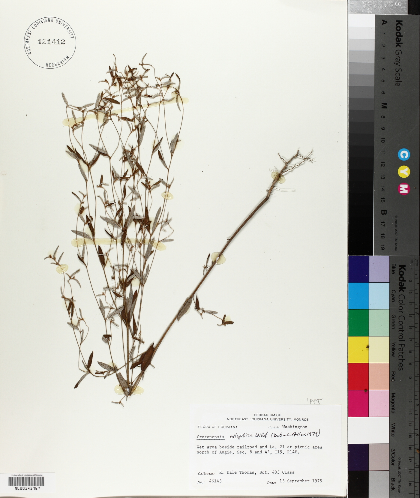 Croton michauxii image