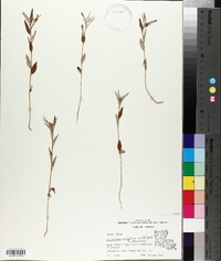 Croton michauxii image
