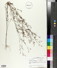 Croton michauxii var. ellipticus image