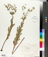 Euphorbia corollata var. mollis image