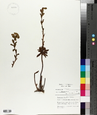 Euphorbia amygdaloides subsp. amygdaloides image