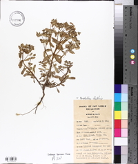 Euphorbia helleri image