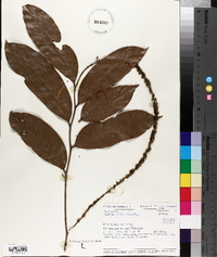Galearia fulva image