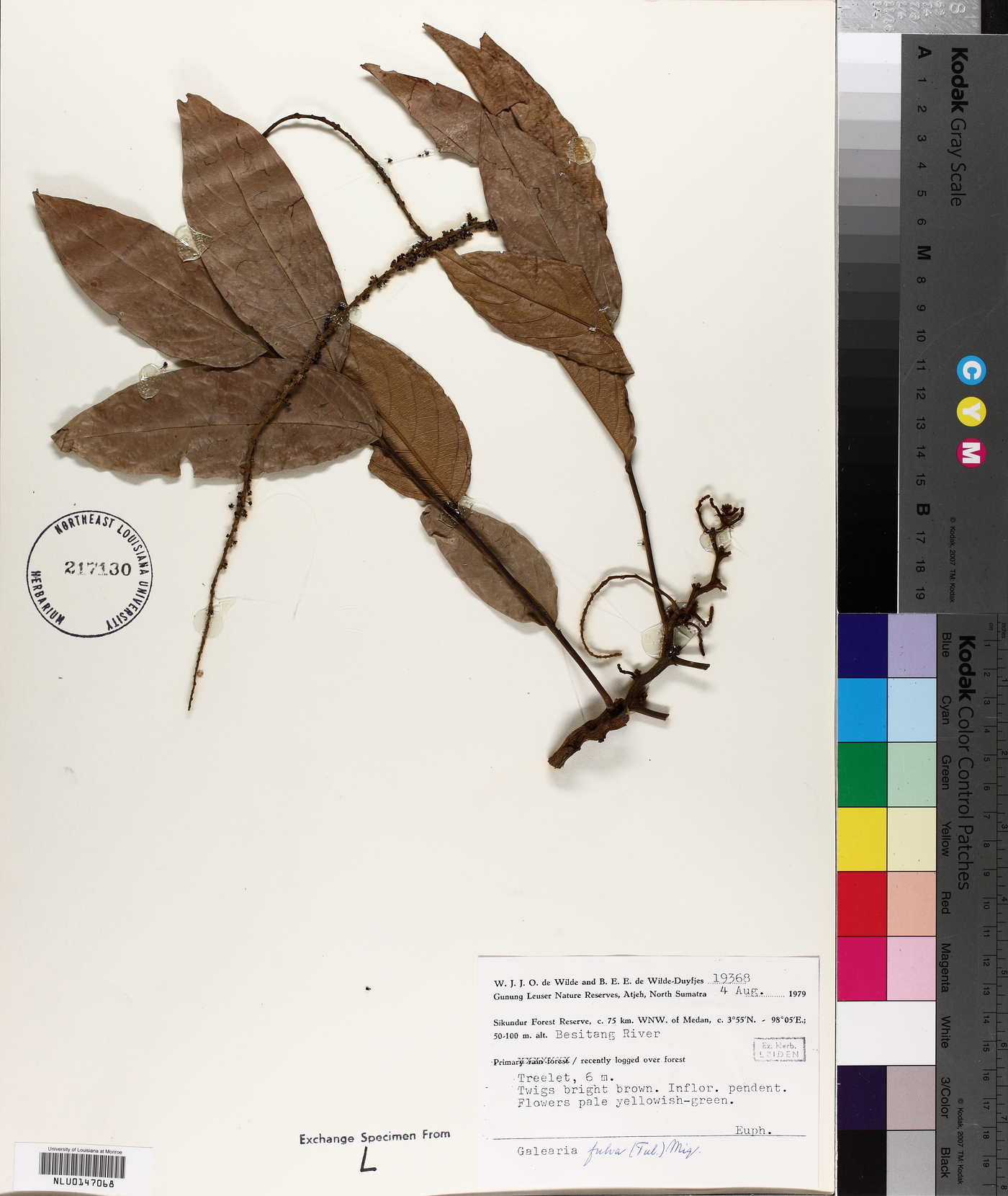 Galearia fulva image