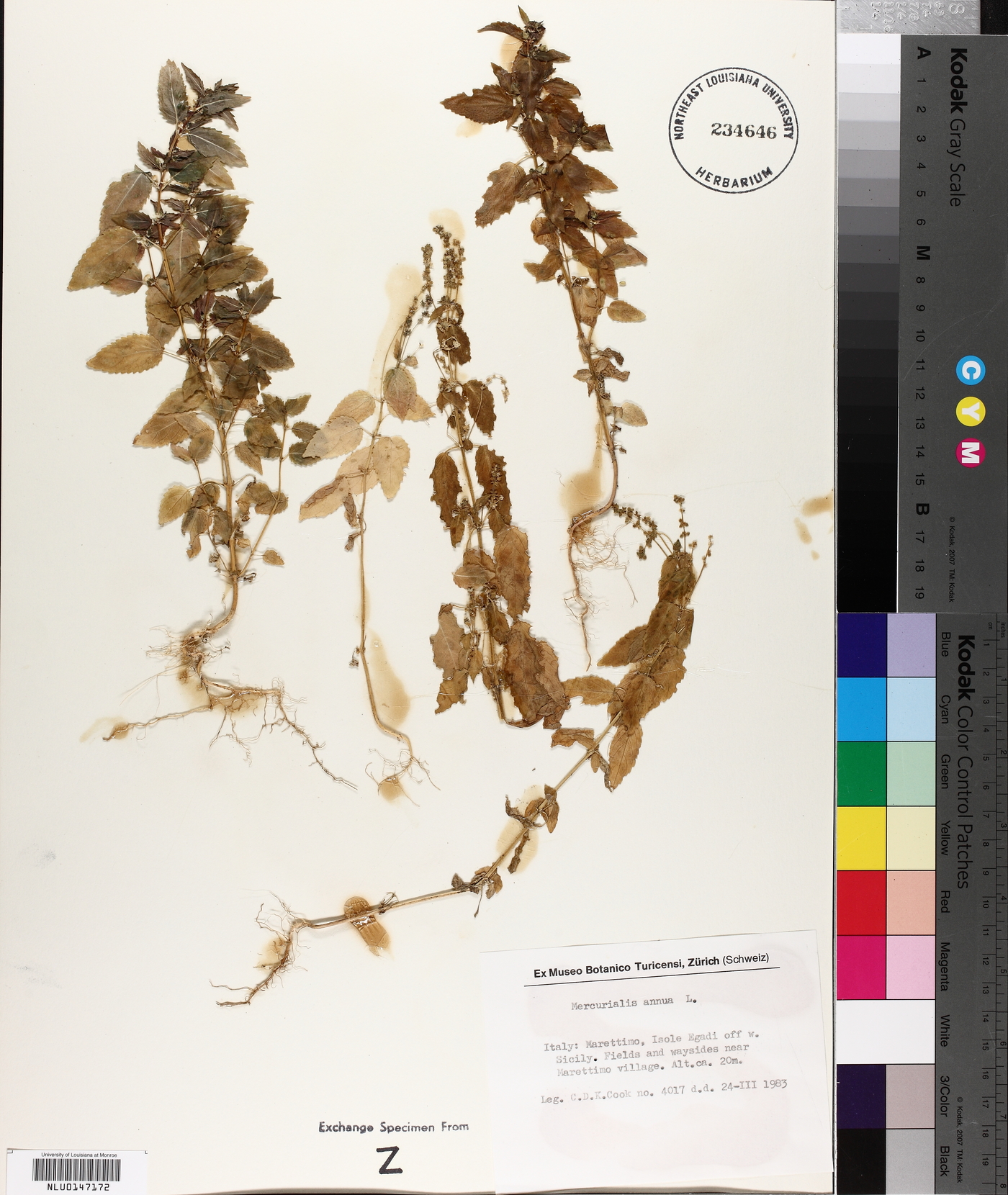 Mercurialis annua image