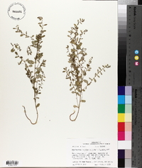 Phyllanthus caroliniensis image