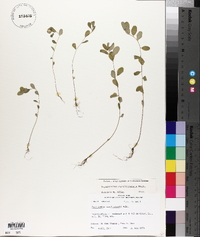 Phyllanthus caroliniensis image