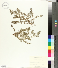 Euphorbia prostrata image