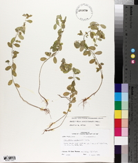 Phyllanthus caroliniensis image