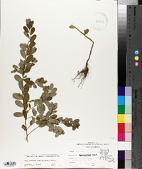 Phyllanthus caroliniensis image