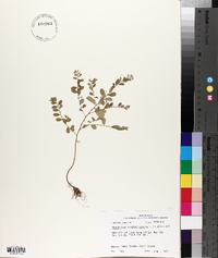 Phyllanthus caroliniensis image