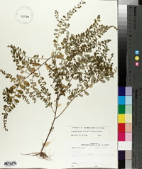 Phyllanthus caroliniensis image