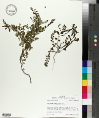 Phyllanthus caroliniensis image