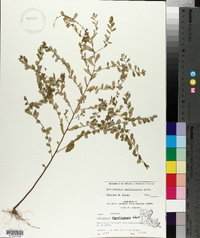 Phyllanthus caroliniensis image