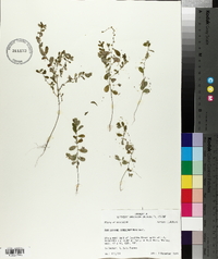 Phyllanthus caroliniensis image