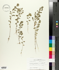 Phyllanthus caroliniensis image