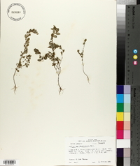 Phyllanthus caroliniensis image