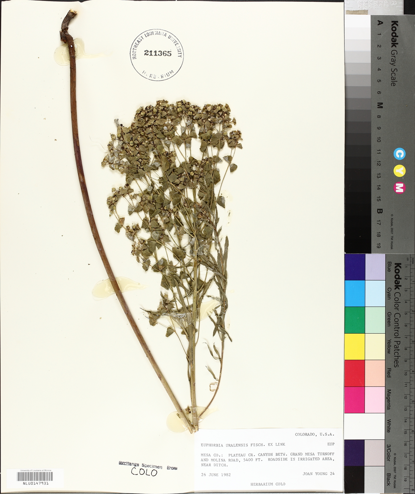 Euphorbia uralensis image