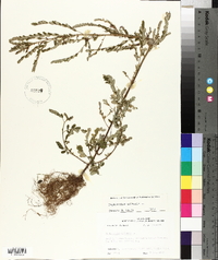 Emblica urinaria image