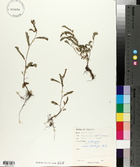 Phyllanthus amarus image