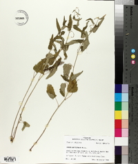 Tragia urticifolia image