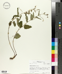 Tragia urticifolia image