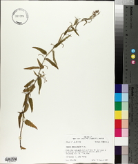 Tragia urticifolia image