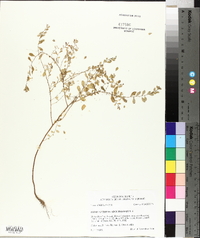 Phyllanthus caroliniensis image