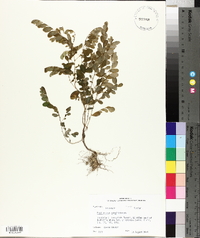 Phyllanthus caroliniensis image