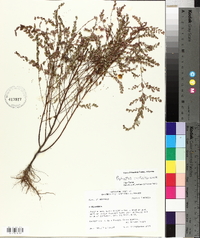 Phyllanthus caroliniensis image