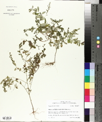 Phyllanthus caroliniensis image