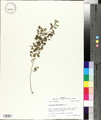 Phyllanthus caroliniensis image