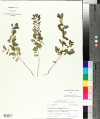 Phyllanthus caroliniensis image