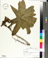 Ricinus communis image