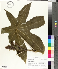 Ricinus communis image