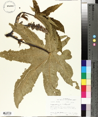 Ricinus communis image