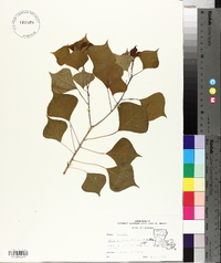 Sapium sebiferum image