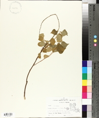 Sapium sebiferum image