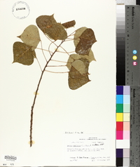 Sapium sebiferum image