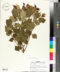 Sapium sebiferum image